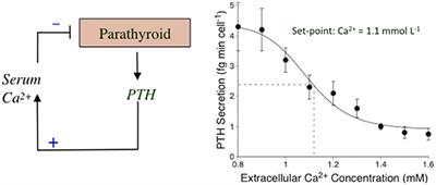 The Calcium-Sensing Receptor and the Parathyroid: Past, Present, Future